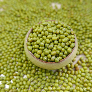 premier qualtiy Green Mung Beans pour la germination, MC, type 2016,